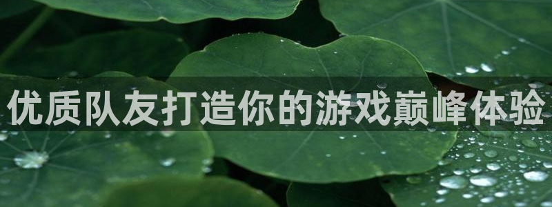usdt提现要交税吗：优质队友打造你的游戏巅峰体验